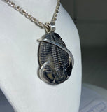Trilobite Fossilized Pendant Hand Wrapped in Silver