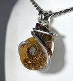 Fossilized Ammonite Pendant Hand Wrapped in Silver